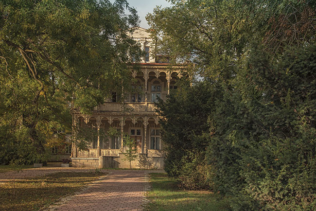 альпийская роза, евпатория